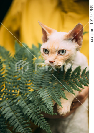 Portrait Of Devon Rex Cat With Fern Leaves. Obedient Devon Rex Cat With Cream Fur Color Sitting On Hands. Curious Playful Funny Cute Beautiful Devon Rex Cat. Amazing Happy Pets. Blue Eyes Portrait Of Devon Rex Cat With Fern Leaves. Obedient Devon Rex Cat With Cream Fur Color Sitting On Hands. Curious Playful Funny Cute Beautiful Devon Rex Cat. Amazing Happy Pets. Blue Eyes 101724939