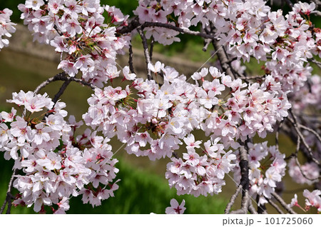 春の佐保川、満開の桜並木 101725060