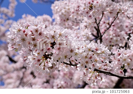 春の佐保川、満開の桜並木 101725063