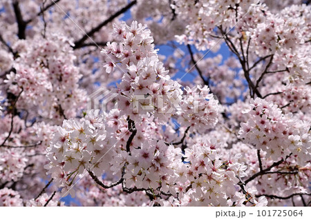 春の佐保川、満開の桜並木 101725064