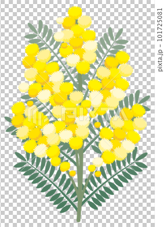 挿絵に使える可愛いミモザの花のイラスト 101725081