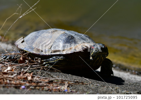 ミシシッピアカミミガメ 鎌倉市内夫婦池 ミシシッピアカミミガメ 鎌倉市内夫婦池 101725095