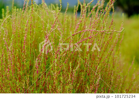 初秋・緑から赤へ色づき始めたコキア 101725234