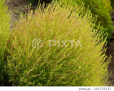 初秋・緑から赤へ色づき始めたコキア 101725237
