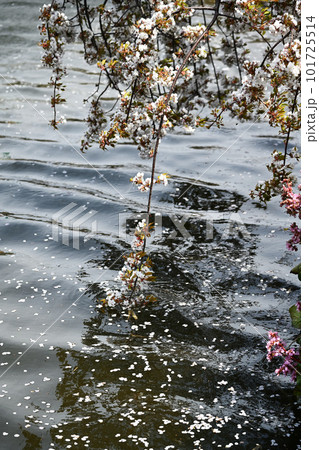 波紋と枝垂れ桜 101725514