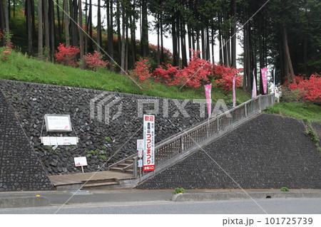 ヤマツツジ見頃の金尾山入口（埼玉県大里郡寄居町） 101725739