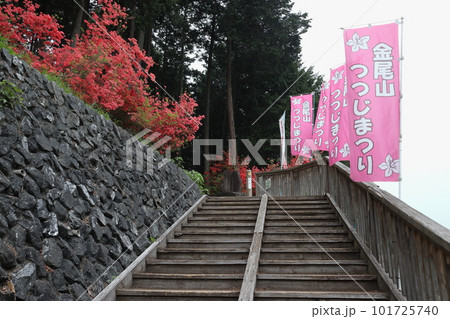 ヤマツツジ見頃の金尾山入口(埼玉県大里郡寄居町) ヤマツツジ見頃の金尾山入口(埼玉県大里郡寄居町) 101725740