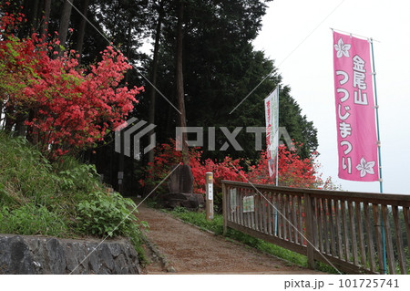ヤマツツジ見頃の金尾山入口（埼玉県大里郡寄居町） 101725741