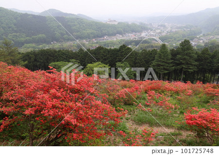 金尾山のヤマツツジ（埼玉県大里郡寄居町） 101725748