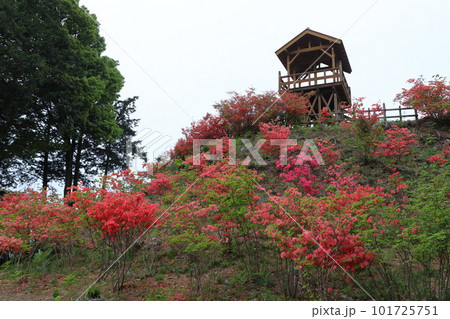 金尾山展望台とヤマツツジ（埼玉県大里郡寄居町） 101725751
