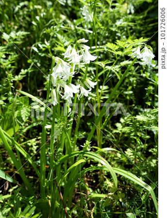 春の野原に咲くアリウムトリケトラム 101726006