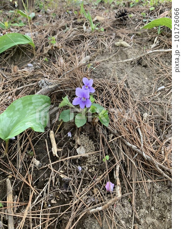 春の野に咲く紫色の花 春の野に咲く紫色の花 101726066