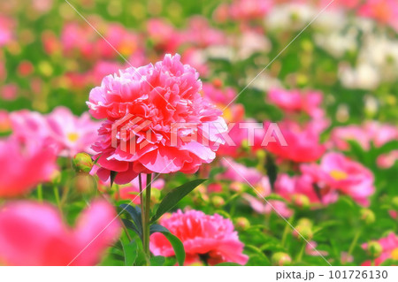 鮮やかな牡丹咲きの芍薬の花 鮮やかな牡丹咲きの芍薬の花 101726130
