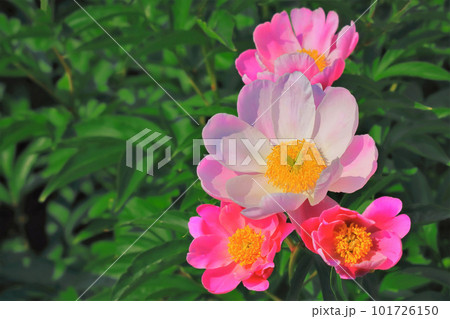 美しいピンクと赤の芍薬の花 美しいピンクと赤の芍薬の花 101726150