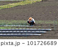 作物を育てる農家の人 101726689