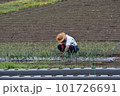 作物を育てる農家の人 101726691