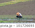 作物を育てる農家の人 101726693