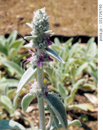 ラムズイヤーの蕾 101726740