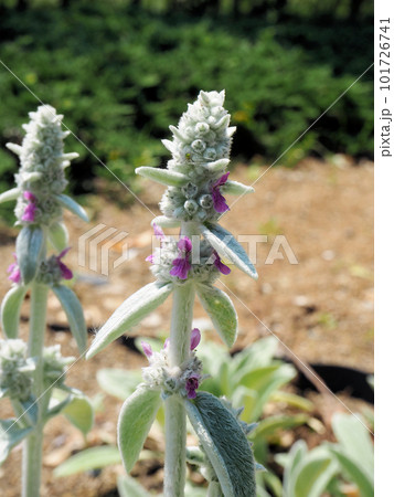 ラムズイヤーの蕾 101726741