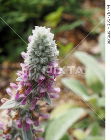ラムズイヤーの花 101726744