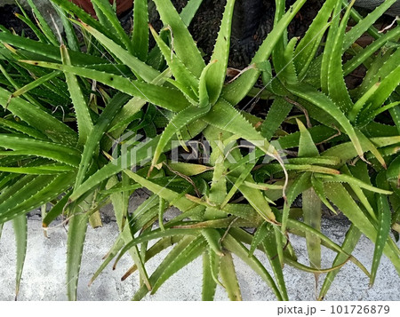 Close up of the aloe vera plant  101726879