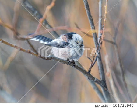 European long-tailed tit, latin name Aegithalos caudatus. A bird sitting on a branch in a deciduous forest. 101726940