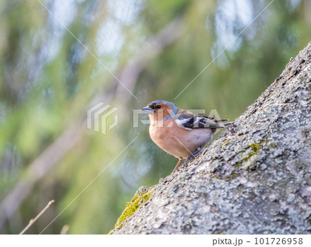 Common chaffinch, Fringilla coelebs, sits on a tree. Common chaffinch in wildlife. 101726958
