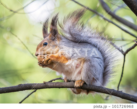 The squirrel with nut sits on a branches in the spring or summer. 101726968