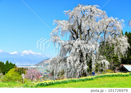水中のしだれ桜/妙高山方面を望む(長野県高山村)【2023.4】 水中のしだれ桜/妙高山方面を望む(長野県高山村)【2023.4】 101726979