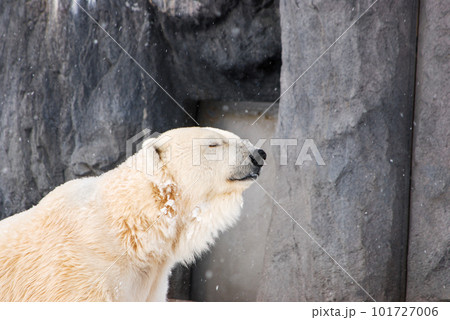 雪の中で目を閉じる動物園のシロクマ 101727006