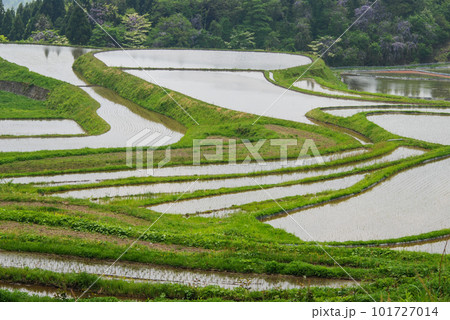 兵庫県養父市の別宮の水を張った棚田 101727014