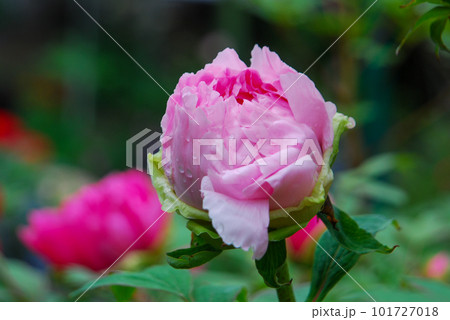 ピンク色のぼたん ピンク色のぼたん 101727018