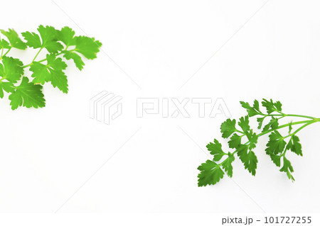 白背景の新鮮なパセリ 101727255