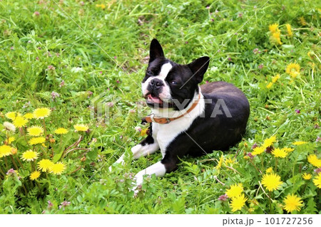 タンポポが咲く野原に伏せて可愛く見つめる笑顔のボストンテリア♡マイティくん 101727256