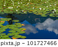 蓮池の水面に反射する空と雲 101727466