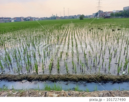 Rice field in early morning light  101727490