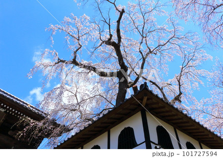 高社神社の桜　　信州の桜　　花と植物が織りなす色紙　 101727594