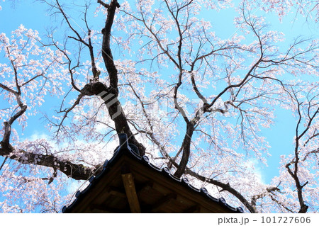 高社神社の桜　　信州の桜　　花と植物が織りなす色紙　 101727606