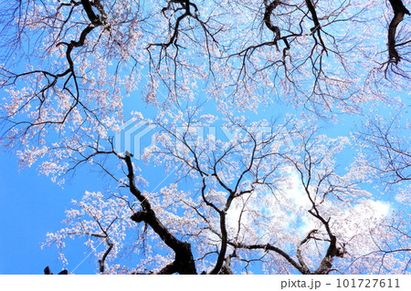 高社神社の桜　　信州の桜　　花と植物が織りなす色紙　 101727611
