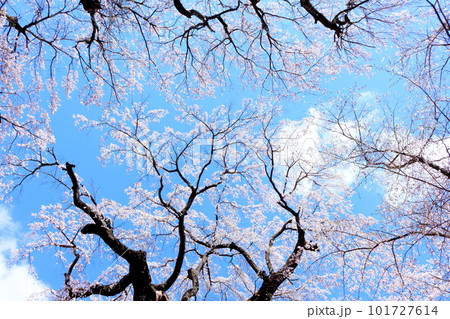 高社神社の桜　　信州の桜　　花と植物が織りなす色紙　 101727614