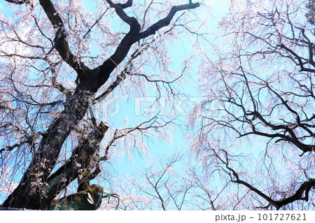 高社神社の桜 信州の桜 花と植物が織りなす色紙 高社神社の桜 信州の桜 花と植物が織りなす色紙 101727621