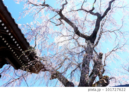 高社神社の桜　　信州の桜　　花と植物が織りなす色紙　 101727622