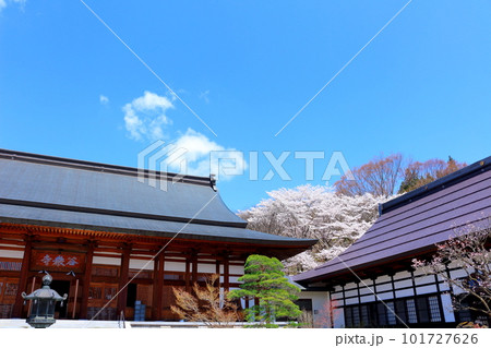 高社神社の桜　　信州の桜　　花と植物が織りなす色紙　 101727626