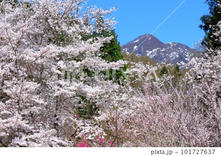 高社神社の桜　　信州の桜　　花と植物が織りなす色紙　 101727637