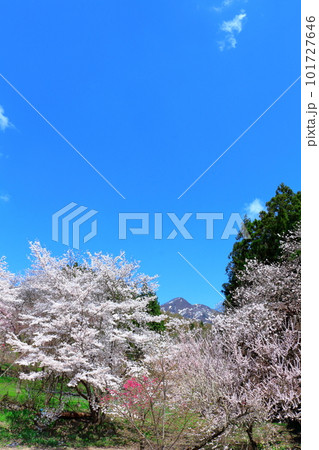 高社神社の桜 信州の桜 花と植物が織りなす色紙 高社神社の桜 信州の桜 花と植物が織りなす色紙 101727646