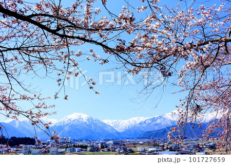 高社神社の桜 信州の桜 花と植物が織りなす色紙 高社神社の桜 信州の桜 花と植物が織りなす色紙 101727659