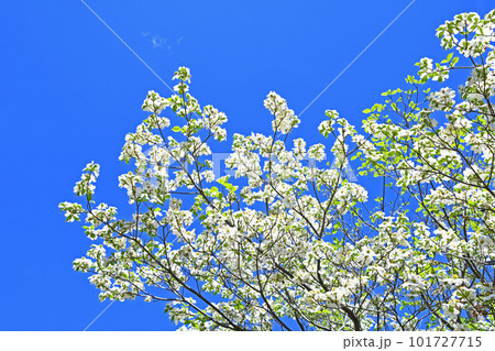 青空に映える白花品種のハナミズキ 101727715