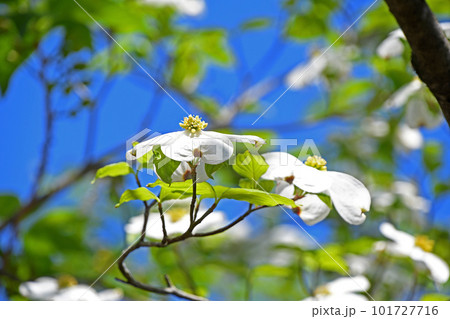 青空に映える白花品種のハナミズキのアップ 101727716
