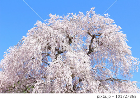 高山村の桜 信州の桜 花と植物が織りなす色紙 高山村の桜 信州の桜 花と植物が織りなす色紙 101727868