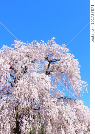 高山村の桜 信州の桜 花と植物が織りなす色紙 高山村の桜 信州の桜 花と植物が織りなす色紙 101727871